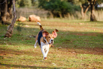 Beagle dog playing on the nature 