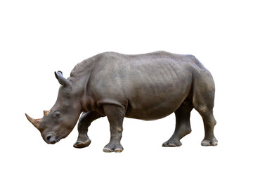 Formidable of rhinoceros isolated on transparent background.	