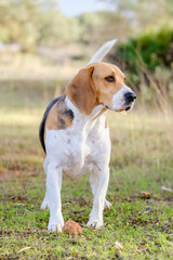 Beagle dog playing on the nature with a stone. 