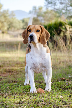 Beagle dog playing on the nature 