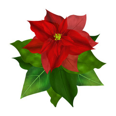 Merry Christmas Poinsettia Flower,
can be used this graphic for any kind of merchandise. It is perfect for any project packaging, stationery, mugs, 
bags, pillows, t-shirts, etc. whatever you want.

