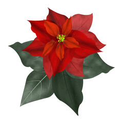 Merry Christmas Poinsettia Flower,
can be used this graphic for any kind of merchandise. It is perfect for any project packaging, stationery, mugs, 
bags, pillows, t-shirts, etc. whatever you want.

