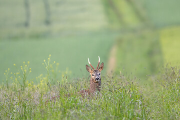 Reh im Feld im Frühling