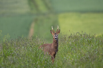 Reh im Feld am Morgen
