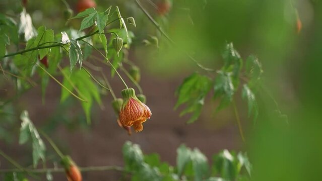 Close Up Shot Of Beautiful Abutilon Pictum, Unique Species Of Flowering Plant