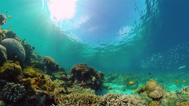 Coral reef underwater with tropical fish. Hard and soft corals, underwater landscape. Travel vacation concept. Philippines.