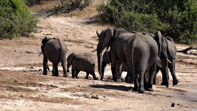 Herd of elephants on the banks of the Chobe River in Chobe National Park, Botswana.
