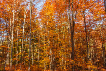 Autumn beech forest with sun rays among yellow leaves. Golden bright mystical mysterious landscape with fabulous trees. A journey through the forest. Beauty of nature. Natural background for design