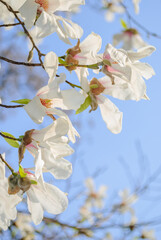 White beautiful large flowers on the branches of a bare tree against the blue sky. White magnolia blossoms close-up. Spring flower background. Blooming magnolia tree with white flowers in spring day