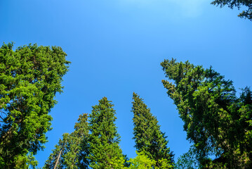 Healthy green trees in a forest of old spruce, fir and pine trees in wilderness of a national park. Sustainable industry, ecosystem and healthy environment concepts and background