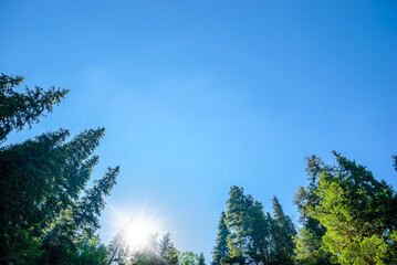 Healthy green trees in a forest of old spruce, fir and pine trees in wilderness of a national park. Sustainable industry, ecosystem and healthy environment concepts and background
