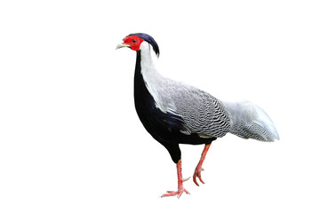 Silver pheasant bird isolated on transparent background png file	