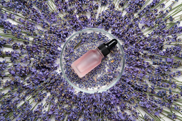 Glass bottle of Lavender essential oil, dried lavender flowers and seeds on white concrete background, aromatherapy spa massage concept. Lavandula oleum