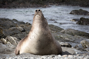 Young male elephant seal breathing with large nostrils. South Georgia, Antarctica.