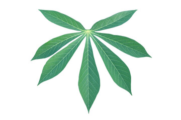 Cassava leaf isolated on transparent background png file