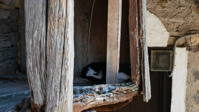 A house cat sleeping in the shade of a shack in a village in Spain