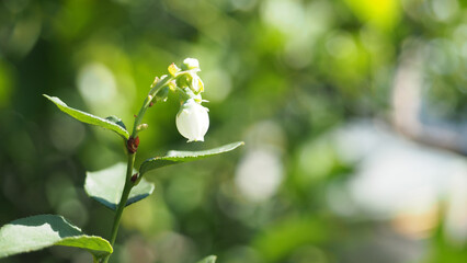 Young blueberry fruit on plant on blurred green leaves background.