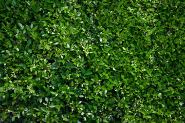 Fototapeta na wymiar Close-up of the green foliage of a pruned bush