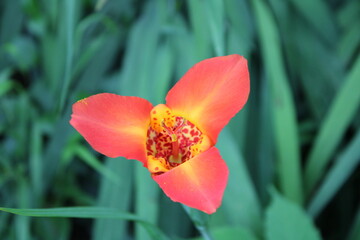 Fototapeta premium Foto de una flor 