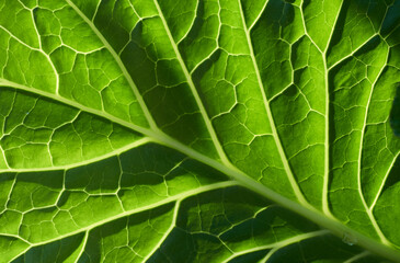 Close-up view of green leaf with structure lines