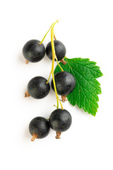 branch of fresh blackcurrant with leaves on a white background