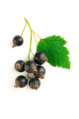 branch of fresh blackcurrant with leaves on a white background