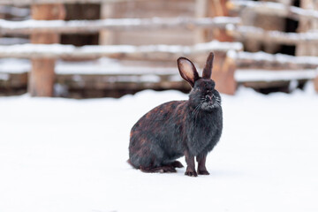 Beautiful, fluffy black rabbit in winter in the park or on the farm. The rabbit sits waiting for food.