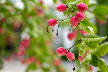 bengal currant in the garden