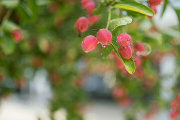 bengal currant in the garden