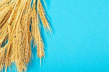 Ripe ears of wheat isolated on a blue background. Top view, flat lay of wheat groats grain...