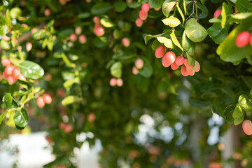 bengal currant in the garden
