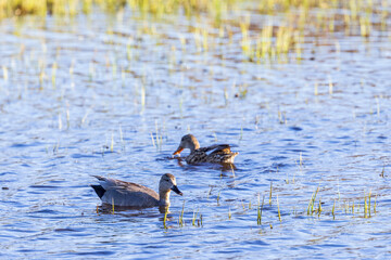 Pair of Gadwall ducks in a lake