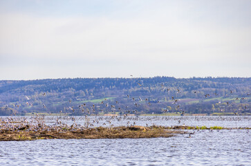 Flock of Black-headed gulls in a lake