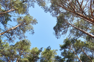 Bottom view of tall old trees in evergreen forest. Blue sky in the background. Low angle view of trees in the forest, natural background
