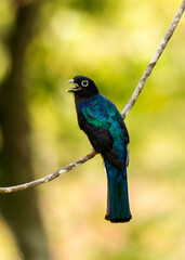 Obraz premium Green-backed trogon, Trogon viridis, in Colombia
