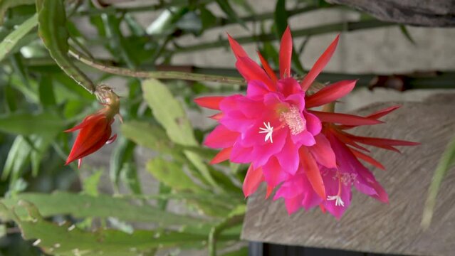 Orchid Cactus flowers cultivated as ornamental garden plant, vertical video
