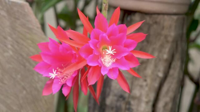 Scarlet flowers of the Orchid Cactus in a garden
