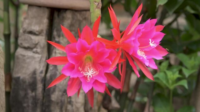 Orchid Cactus flowers cultivated as ornamental garden plant