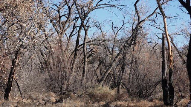 Dead Forest in Albuquerque New Mexico Recently Struck by Fire