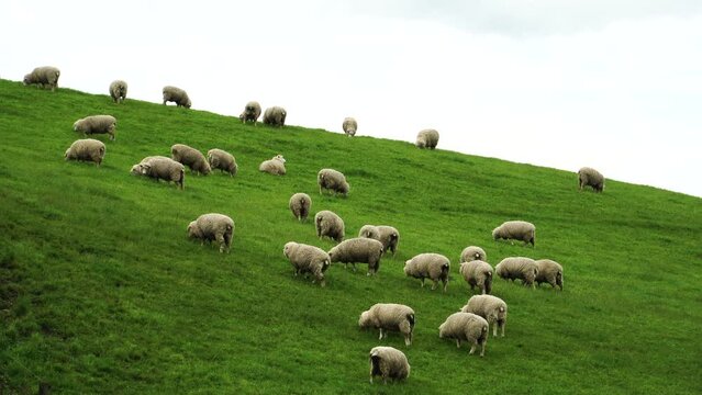 a flock of sheep roaming around green grass covered hilltop field in new zealand