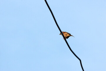 A single adorable sparrow sits on an electric wire against a clear sky.