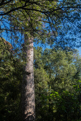 Obraz premium High and long wood log of a Mediterranean pine tree in a forest