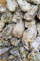 oysters fresh shellfish on the seller stall background