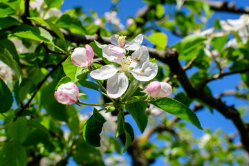Close up of a branch with delicate white apple tree flowers in full bloom with blurred background in a garden in a sunny spring day, beautiful Japanese cherry blossoms floral background, sakura