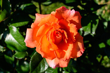 One delicate fresh vivid orange rose and green leaves in a garden in a sunny summer day, beautiful outdoor floral background photographed with soft focus