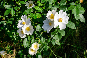 Obraz na płótnie Canvas Delicate white flowers of Rosa Canina plant commonly known as dog rose, in full bloom in a spring garden, in direct sunlight, with blurred green leaves, beautiful outdoor floral background