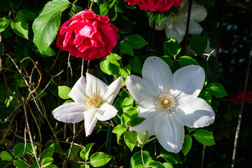 One delicate white clematis flower, also known as traveller's joy, leather flower or vase vine, in a sunny spring garden, beautiful outdoor floral background photographed with soft focus