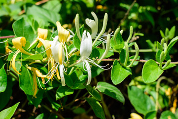 Obraz na płótnie Canvas Large green bush with fresh white flowers of Lonicera periclymenum plant, known as common European honeysuckle or woodbine in a garden in a sunny summer day, beautiful outdoor floral background