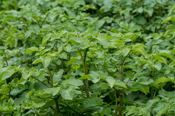 Fresh green organic potato leaves in a traditional vegetables garden in a summer day, selective focus.