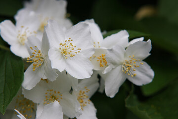 Beautiful spring flowers in the garden on a sunny summer day, Lodz, Poland.